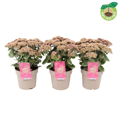 Sedum "Pink Passion" Ghiveci 2L 40-50cm - Bulbshop
