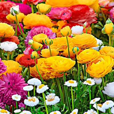 Ranunculus Piciorul Cocosului Mix 30 Bulbi