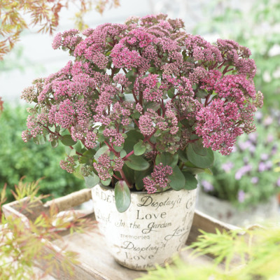 Sedum "Pink Passion" Ghiveci 2L 40-50cm - Bulbshop