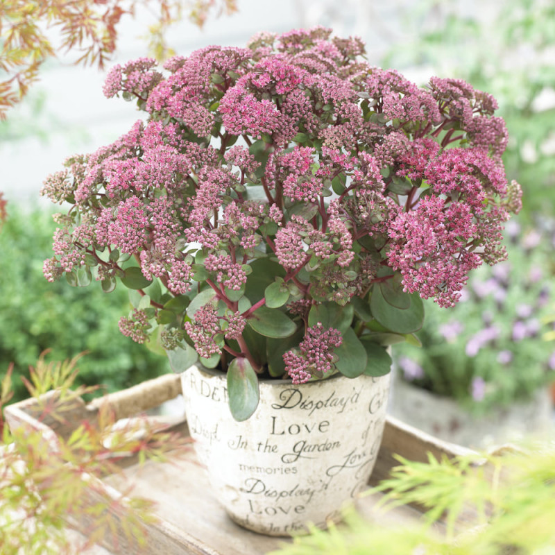 Sedum "Pink Passion" Ghiveci 2L 40-50cm - Bulbshop