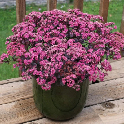 Sedum "Rose Soiree" Ghiveci 2L 40-50cm - Bulbshop