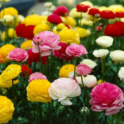 Ranunculus Piciorul Cocosului Mix 50 Bulbi
