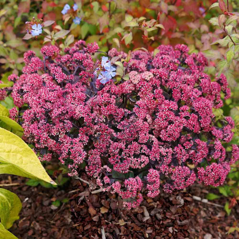 Sedum "Rose Charm" Ghiveci 2L 40-50cm - Bulbshop