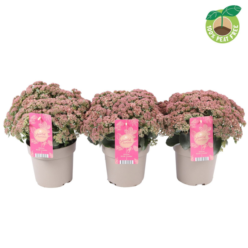 Sedum "Rose Charm" Ghiveci 2L 40-50cm - Bulbshop