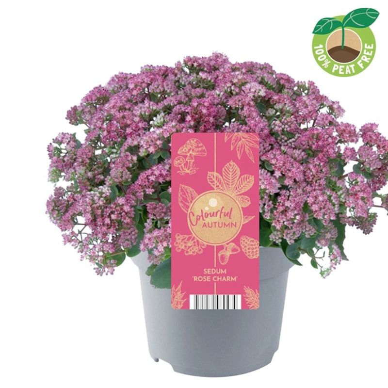 Sedum "Rose Charm" Ghiveci 2L 40-50cm - Bulbshop