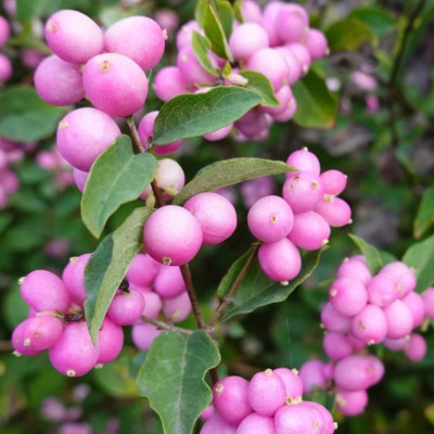 Symphoricarpos "Blue Cushion" Ghiveci 2L - Bulbshop