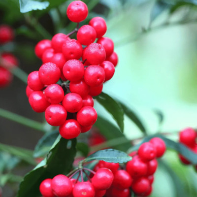 Symphoricarpos "Coralberry Red" Ghiveci 2L - Bulbshop
