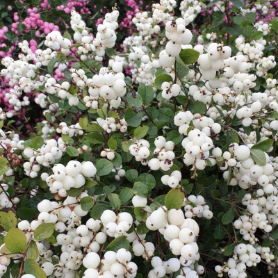 Symphoricarpos "Magical Galaxy" Ghiveci 2L - Bulbshop
