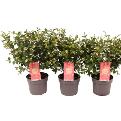 Symphoricarpos "Magical Galaxy" Ghiveci 2L - Bulbshop
