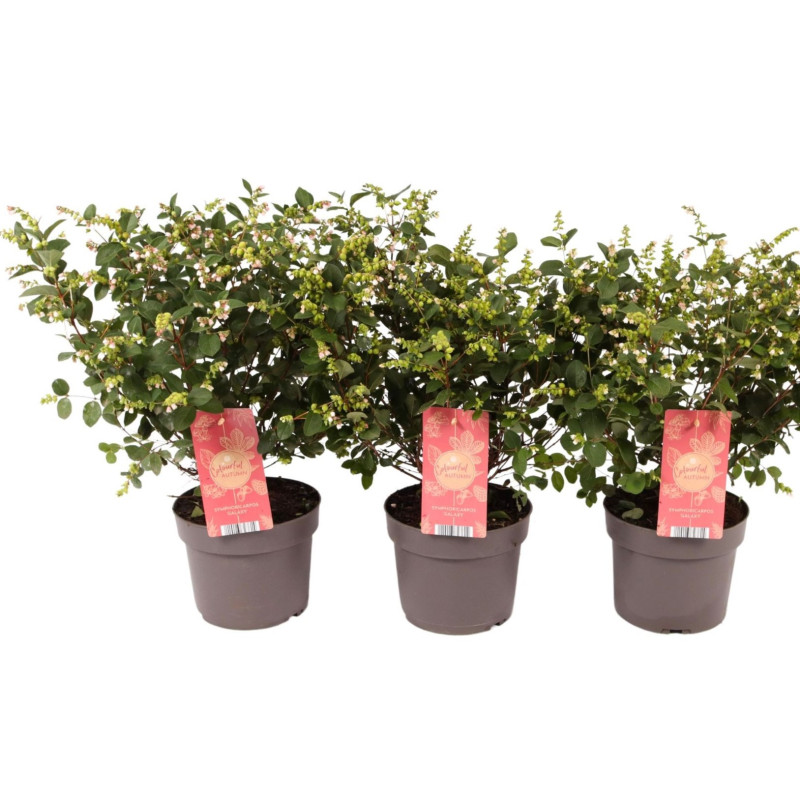 Symphoricarpos "Magical Galaxy" Ghiveci 2L - Bulbshop