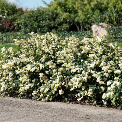 Symphoricarpos "Magical Galaxy" Ghiveci 2L - Bulbshop