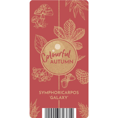 Symphoricarpos "Magical Galaxy" Ghiveci 2L - Bulbshop