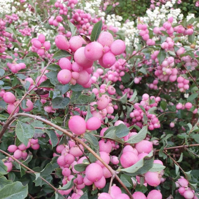 Symphoricarpos "Magical Sweet" Ghiveci - Bulbshop