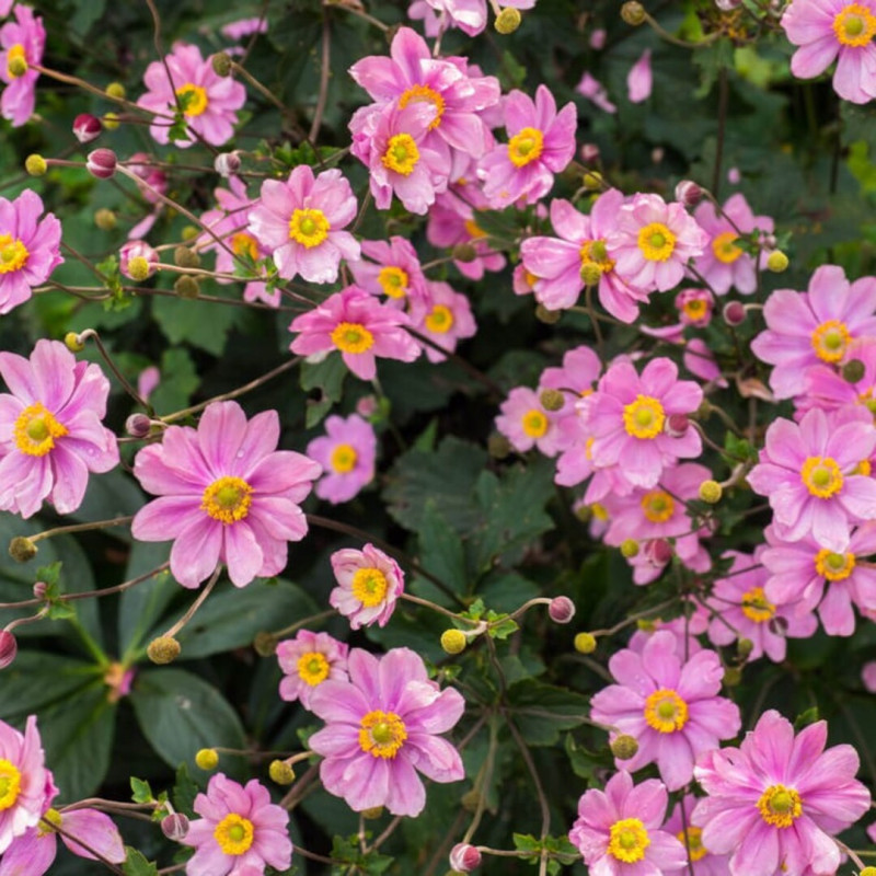 Anemone Japoneze "Serenade"  - Plantă Perenă - Bulbshop