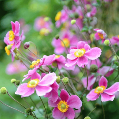 Anemone Japoneze "Robustissima"  - Plantă Perenă - Bulbshop
