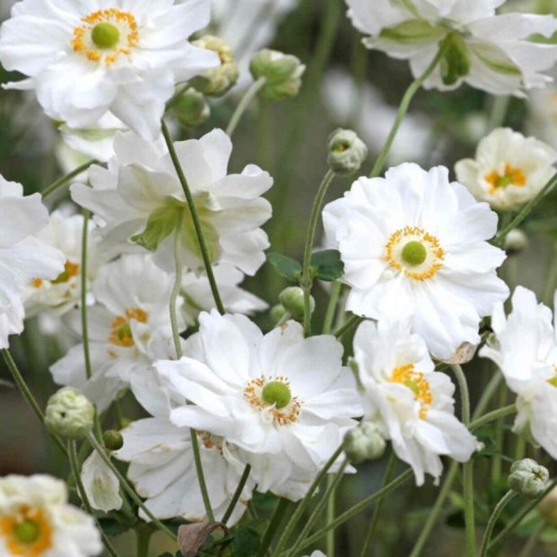 Anemone Japoneze "Whirlwind"  - Plantă Perenă - Bulbshop