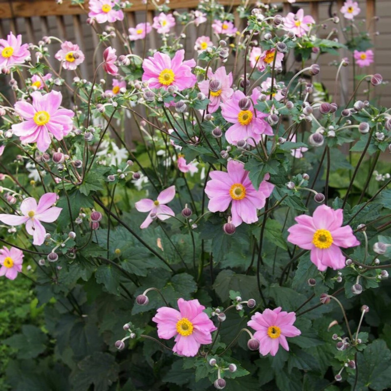 Anemone Japoneze "Serenade"  - Plantă Perenă - Bulbshop