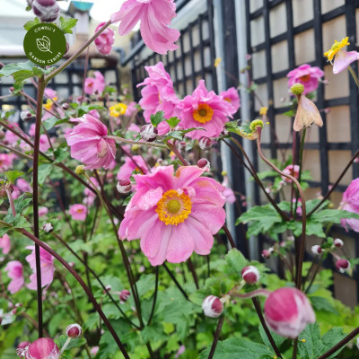 Anemone Japoneze "Serenade"  - Plantă Perenă - Bulbshop