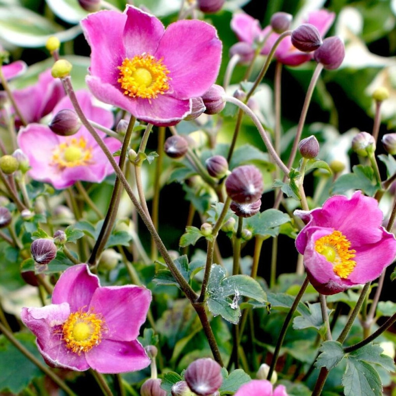 Anemone Japoneze "Fantasy Jasmine" - Bulbshop