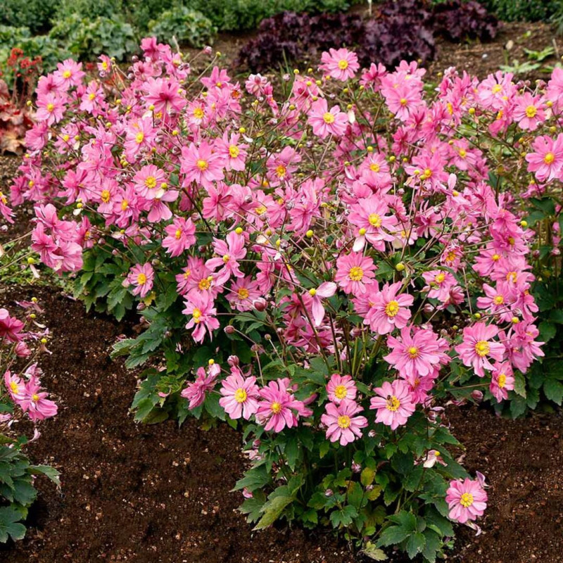 Anemone Japoneze "Harlequin"  - Plantă Perenă - Bulbshop