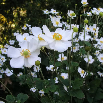 Anemone Japoneze "Honorine Jobert"  - Bulbshop