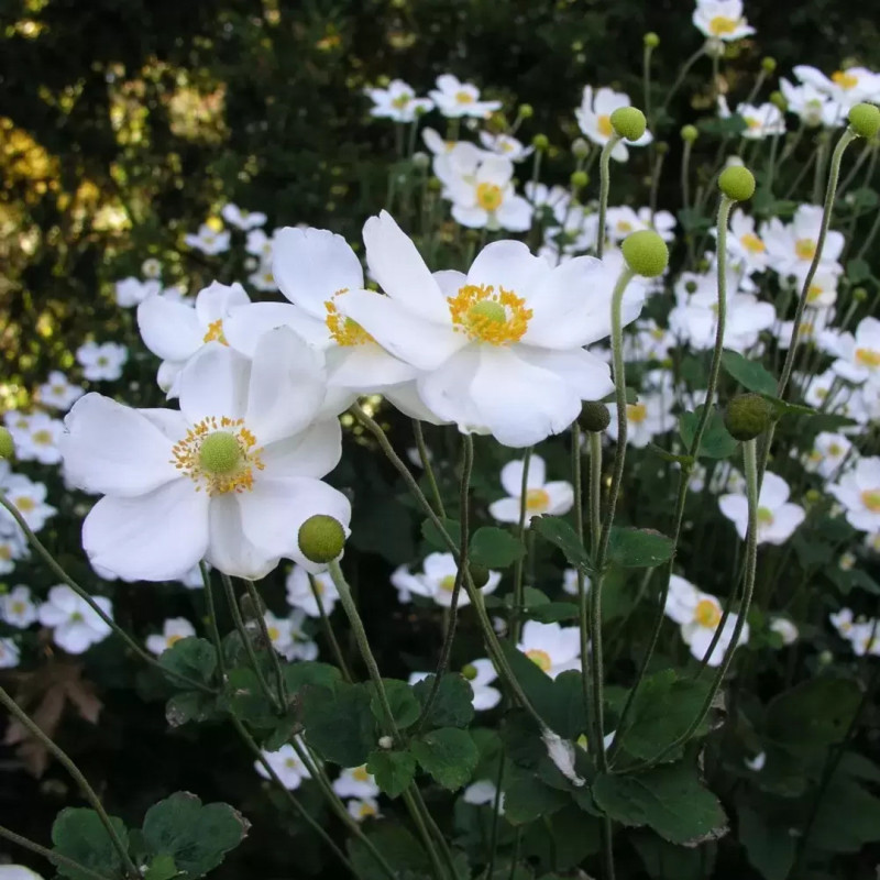Anemone Japoneze "Honorine Jobert"  - Bulbshop