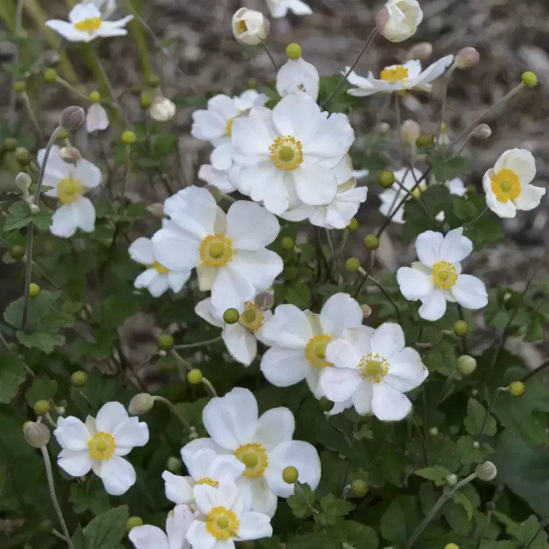 Anemone Japoneze "Honorine Jobert"  - Bulbshop