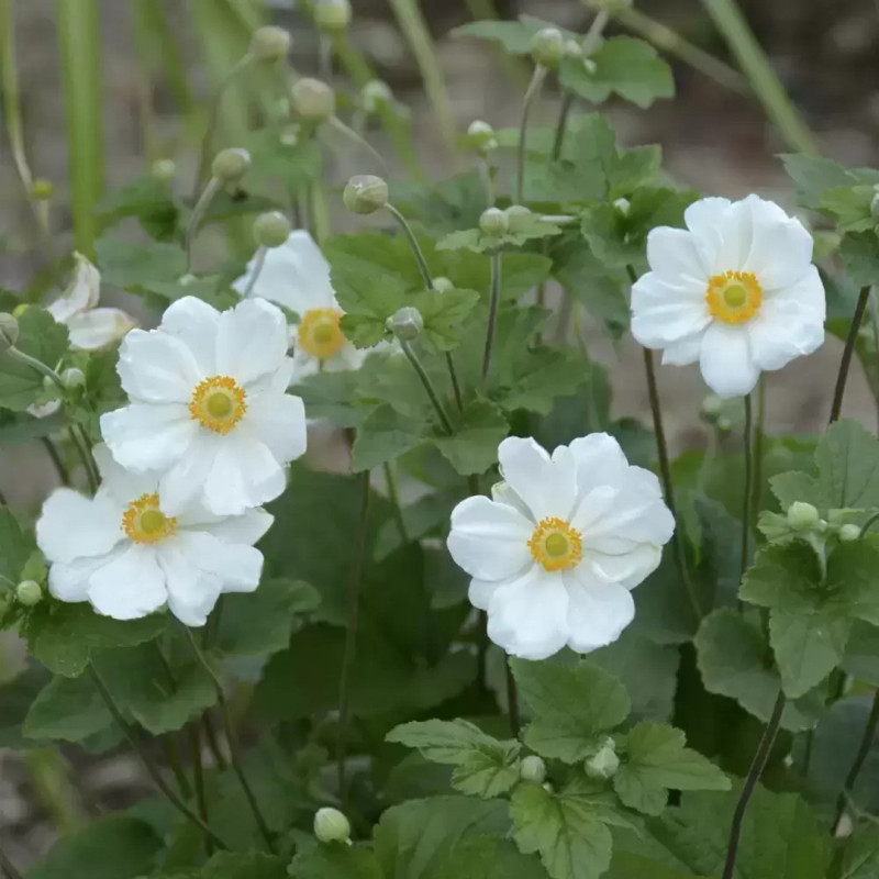 Anemone Japoneze "Honorine Jobert"  - Bulbshop