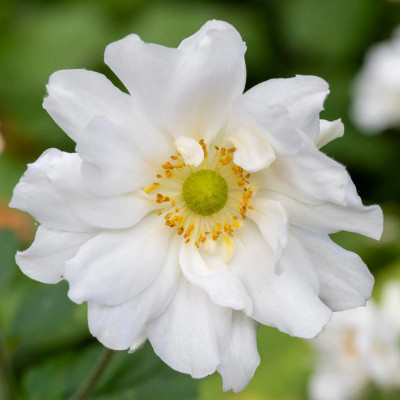 Anemone Japoneze "Whirlwind"  - Plantă Perenă - Bulbshop