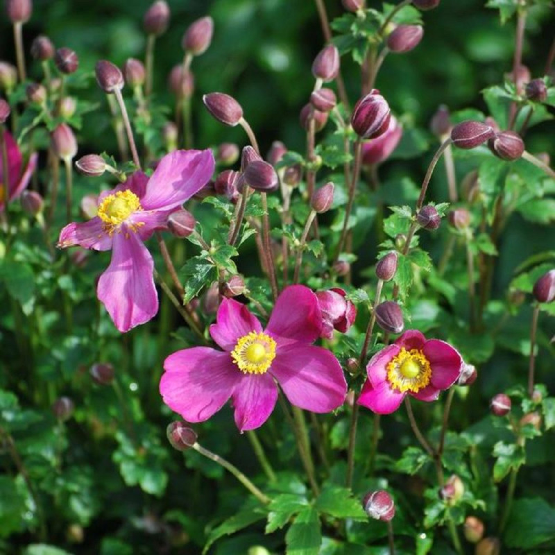 Anemone Japoneze "Red"  - Plantă Perenă - Bulbshop