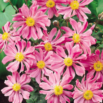 Anemone Japoneze "Printz Heinrich"  - Plantă Perenă - Bulbshop