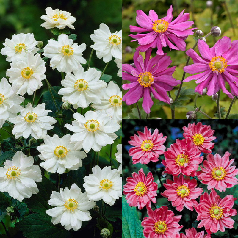 Anemone Japoneze "Mix"  - Plantă Perenă - Bulbshop