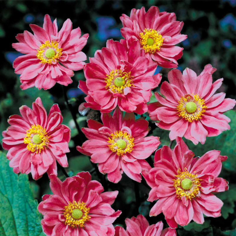 Anemone Japoneze "Pamina"  - Plantă Perenă - Bulbshop