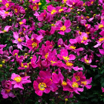 Anemone Japoneze "Red Hood"  - Plantă Perenă - Bulbshop