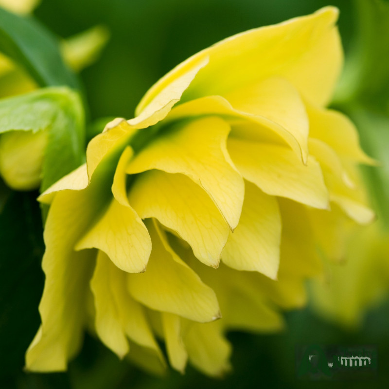 Helleborus - Spanz "Double Yellow" - Bulbshop