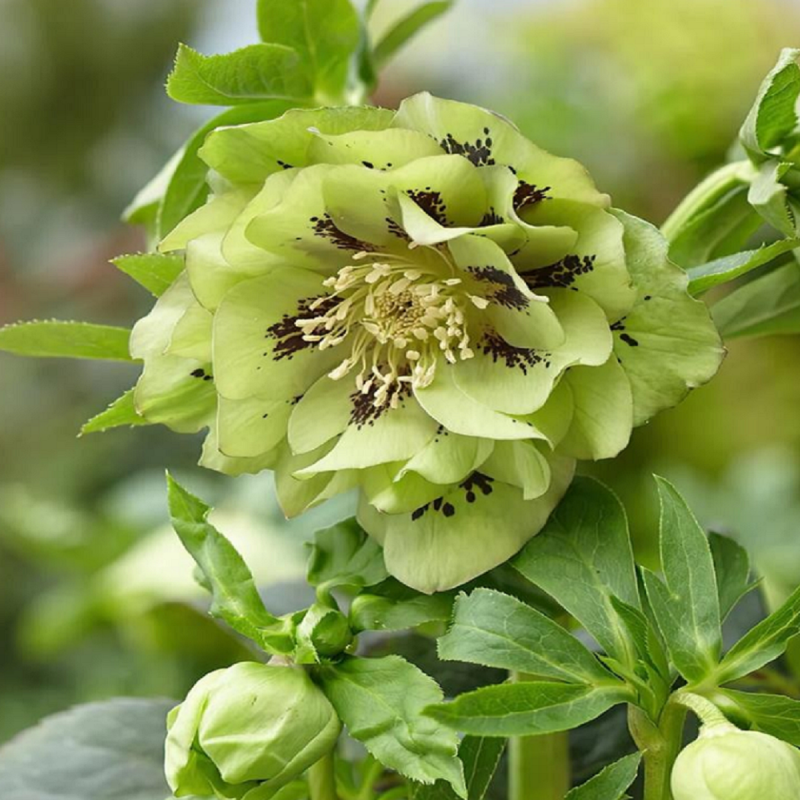Helleoborus - Spanz "Double Elen Light Green" - Bulbshop
