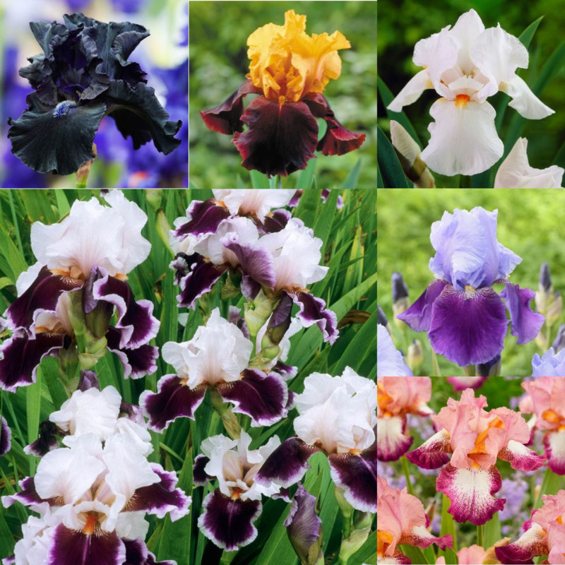 Rizomi Iris Germanica "Colectia A" 6 Bucati - Bulbshop