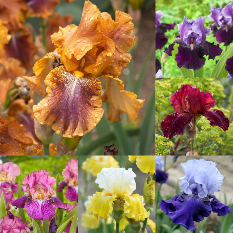 Rizomi Iris Germanica "Colectia B" 6 Bucati - Bulbshop