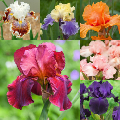Rizomi Iris Germanica "Colectia C" 6 Bucati - Bulbshop