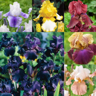 Rizomi Iris Germanica "Colectia E" 6 Bucati - Bulbshop