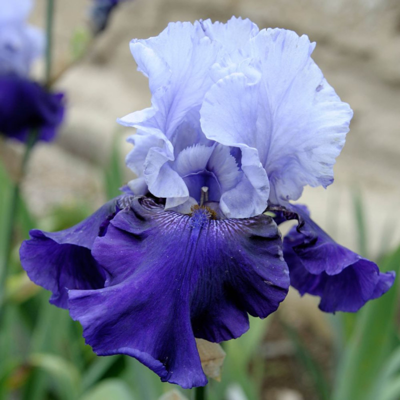 Rizomi Iris Germanica - "Best Bet" - Bulbshop