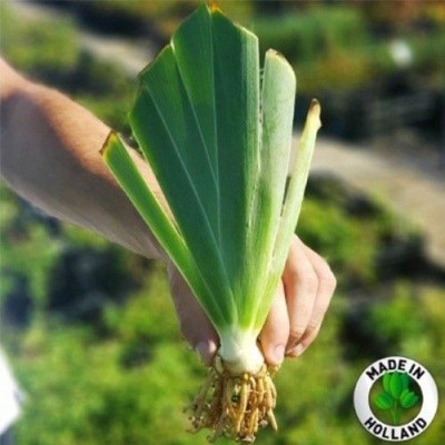 Rizomi Iris Germanica - "Black and White" - Bulbshop