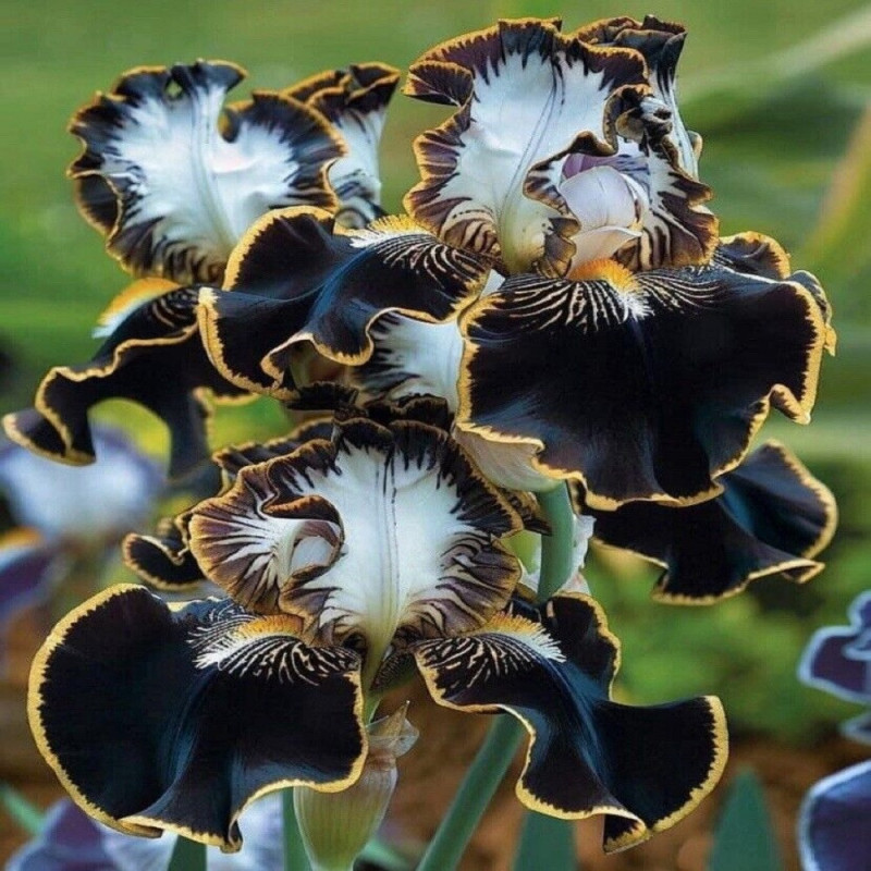 Rizomi Iris Germanica - "Black and White" - Bulbshop