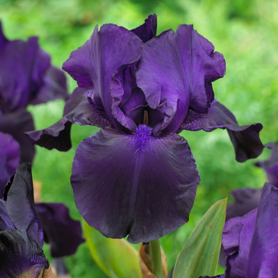 Rizomi Iris Germanica - "Matinata" - Bulbshop