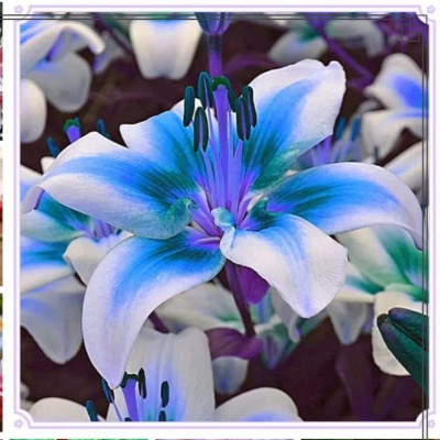 Crin Imperial Parfumat "Blue Tiger" 1 Bulb/Pachet