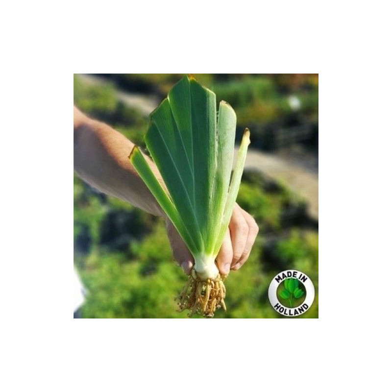 Rizomi Iris Germanica - "Blue Bird Wine" - Bulbshop
