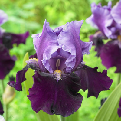 Rizomi Iris Germanica - "Blue Bird Wine" - Bulbshop