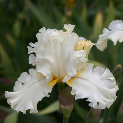 Rizomi Iris Germanica - "Devonshire Cream"- Bulbshop