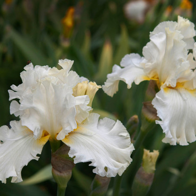 Rizomi Iris Germanica - "Devonshire Cream"- Bulbshop