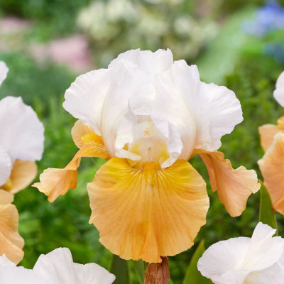 Rizomi Iris Germanica - "Apricot Frosty" - Bulbshop